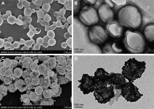 Figure 1 SEM (scale =1 µm) and TEM (scale =100 nm) of PLGA NCs (A, B) and DNCs (C, D).Note: DNCs, dual-targeted gold nanoshelled poly(lactic-co-glycolic acid) nanocapsules carrying anti-vascular endothelial growth factor receptor type 2 antibody and anti-p53 antibody.Abbreviations: PLGA NCs, poly(lactic-co-glycolic acid) nanocapsules; SEM, scanning electron microscope; TEM, transmission electron microscope.