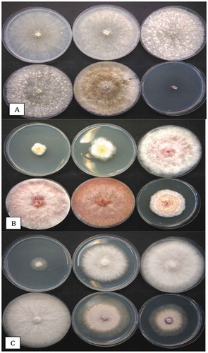 Fig. 5 The effect of temperature on growth rate and colony morphology of three pathogens recovered from cannabis inflorescences. Photographs were taken after 7 days of growth at each of the temperatures, as follows. (a) Botrytis cinerea at 5, 10, 15, 20, 25, 30°C. (b) Fusarium sporotrichioides at 5, 10, 15, 20, 25, 30°C. (c) Fusarium oxysporum at 10, 15, 20, 25, 30, 35°C