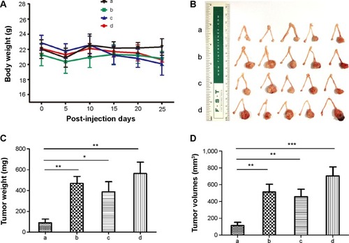 Figure 5 (A) Changes in body weight in the different treatment groups. (B) Tumors collected from the four treatment groups at the end of the experiment. Tumor weights (C) and tumor volumes (D) were measured after euthanizing the mice.Notes: Data represent the mean ± standard deviation. (*P<0.01; **P<0.001; ***P<0.0001; n=5). a: M-MSN_VEGF siRNA@PEI-PEG-KALA; b: M-MSN_NC siRNA@PEI-PEG-KALA; c: M-MSN@PEI-PEG-KALA; d: saline.Abbreviations: M-MSN, magnetic mesoporous silica nanoparticles; PEI, polyethylenimine; PEG, polyethylene glycol; KALA, a type of fusogenic peptide; NC siRNA, negative control small interfering RNA; VEGF siRNA, vascular endothelial growth factor small interfering RNA.