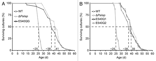 Figure 3 Manipulation of the proteolytic activity of PaIAP [PaIAP_E540Q(G)]. (A) Lifespans of PaIap_E540QG (E540QG; n = 30; p = 1.7E−7), the WT (n = 21) and of ΔPaIap (n = 34; p = 6.9E−10). (B) Lifespans of PaIap_E540Q1 (E540Q1; n = 35; p = 7.1E−11), of PaIap_E540Q2 (E540Q2; n = 27; p = 7.4E−10), the WT (n = 24) and of ΔPaIap (n = 24; p = 2.1E−9).
