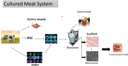 Figure 1. Formation of the flow chart of cultured meat.