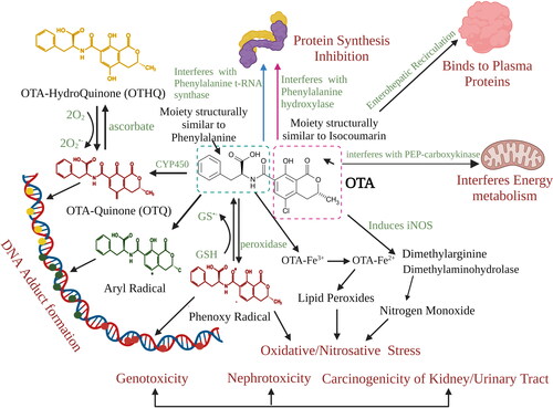 Figure 3. Mechanism of action of Ochratoxin A. OTA leads to the generation of reactive species that result in oxidative/nitrosative stress, which further may form adducts with DNA. The DNA-adduct formation may result in the generation of DNA-OTA metabolites after biotransformation (OTQ, OTHQ). Furthermore, OTA is likely to interfere with protein synthesis, energy metabolism and binds to plasma proteins for longer persistence in the blood.