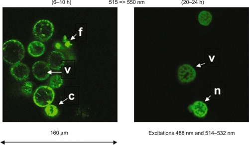 Figure 4 Case of spectral observation of the action of 7-ketocholesterol on murine cardiomyocytes HL1-NB cells counterstained with SYTOX Green. Spectral observations of 7-ketocholesterol-treated cells (6–10 h; 20–24 h) show the possible toxicity of products by means of SYTOX Green. At 6–10 h, most visible cells are viable (v), but typical figures of apoptosis are also observed (cells with condensed (c) or fragmented (f) nuclei), probably corresponding to spontaneous apoptosis. At 20–24 h, the structure of the nuclei suggests necrosis (n), which can either correspond to primary or secondary necrosis.Citation7,Citation17