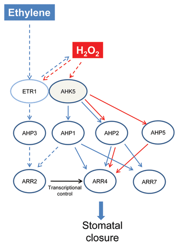 Figure 8. Hypothetical model of ethylene and H2O2-induced stomatal closure responses via AHK5. The H2O2 branch of the pathway (red arrows) occurs via AHK5- or ETR1-activated AHP2/AHP5 signaling which leads to the activation and phosphorylation of ARR4, and thus resulting in stomatal closure. The stimulus which generates H2O2 in guard cells and functions via ARR4 phosphorylation remains to be determined. Ethylene stimulates H2O2 production via ETR1/AHK5. Ethylene response occurs via AHK5-AHP1/AHP2-ARR4 pathway (blue arrows), independent of ARR4 phosphorylation or via ARR7. In the H2O2-independent branch (dashed lines), AHP1 or AHP3 might act via ARR2 which induces ARR4 transcription, followed by protein accumulation; ethylene signaling therefore requires ARR4 function for stomatal closure. Black arrow represents transcriptional control.