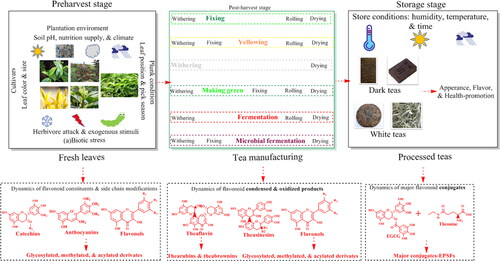 Figure 4. Tea flavonoids biosynthesis and transformation during tea manufacturing and their storage. Simplified scheme of transformation of major tea flavonoids during tea manufacturing and their storage have been illustrated. Tea flavonoids are biosynthesized and stored in tea fresh leaves, their constituents and concentrations are easily affected by multiple factors, particularly plantation environments, plunk conditions, and (a)biotic stress. In addition, tea processing and storing can also greatly changes tea flavonoids from their original constituents.