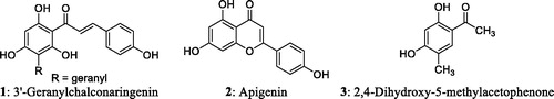 Figure 1. The structures of 3′-geranylchalconaringenin 1, apigenin 2 and 2,4-dihydroxy-5-methylacetophenone 3.
