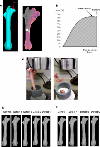 Figure 1 Femoral head compression test and finite element analysis. (A) Three-dimensional finite element (FE) rabbit femur model. The FEA using FE models with no defect was ended when fractured. (B) Load–displacement curve of FEA or the extrinsic properties of a specimen. The main parameters are maximum load (N) and stiffness (N/mm). (C) The compression direction was parallel to the mechanical axis. The compression test was completed when the femur specimen fractured. FE models demonstrating the virtually created bone biopsy hole: (D) control, no defect; defect 1, 10% width of the circumference; defect 2, 20% width of the circumference; defect 3, 30% width of the circumference; defect 4, 40% width of the circumference; (E) control, no defect; defect A, 27% of the diaphyseal length; defect B, 40% of the diaphyseal length; defect C, 53% of the diaphyseal length.