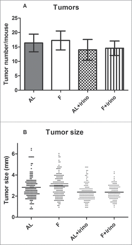 Figure 2. Number and size of intestinal tumors. Tumors from the gastrointestinal tract were counted and measured under a dissection microscope. (A) Number of intestinal tumors per mouse. In the irinotecan treated groups, ad libitum (AL) fed and fasted (F) mice had respectively 14.0 ± 3.6 and 14.6 ± 2.5 tumors per intestine. In control groups, ad libitum (AL) fed and fasted (F) mice had respectively 16.4 ± 3.1 and 17.3 ± 3.3 tumors per intestine. (B) Size of all intestinal tumors. Tumor size in irinotecan treated mice was 2.4 ± 0.82 mm in fasted, and 2.4 ± 0.67 mm in ad libitum fed and fasted mice respectively. In control groups this was 2.8 ± 1.08 mm and 3.0 ± 1.05 mm (P < 0.001).