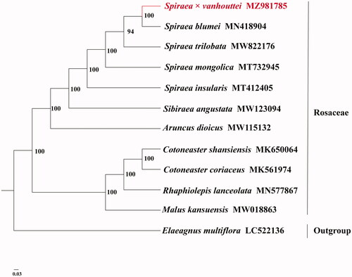 Figure 1. The phylogenetic tree based on 11 complete chloroplast genome sequences in Rosaceae and one complete chloroplast genome sequences in Elaeagnaceae using maximum-likelihood (ML) method (accession numbers were listed behind each taxon. Statistical support values are shown on nodes).
