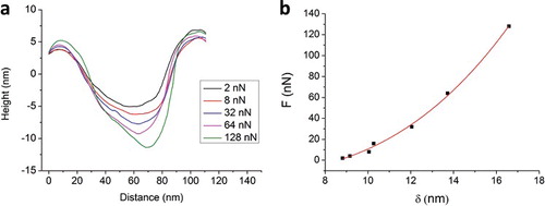 Figure 4. (Colour online) Nanoindentation performed on the suspended graphene nanomembrane marked with black circle in Figure 3(a). (a) Height profiles taken along the same line section (white line in Figure 3(a)), measured at different load forces (F). (b) Force-deflection data.
