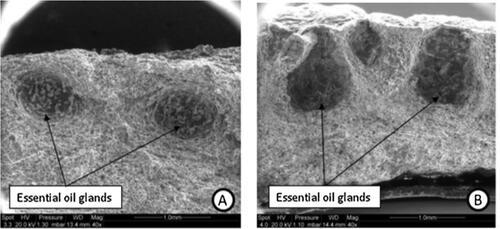 Figure 2. Micrographs zoomed 40 times of untreated dried orange peel (A) and D.I.C.-treated dried orange peel (B). Adopted from Allaf et al.[Citation22]