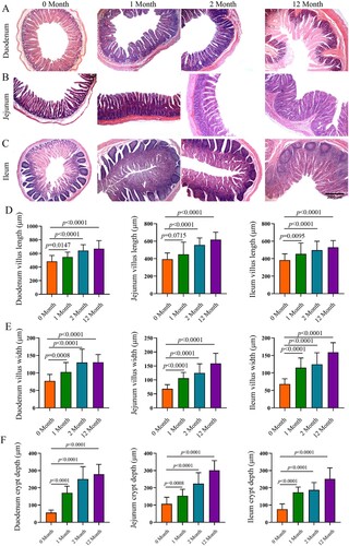 Figure 5. Morphology of the small intestine in goats from birthday to adult Differences between groups were labeled over bars.