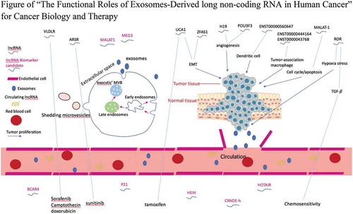 Figure 1. Exosomal lncRNA-mediated intercellular cross-talk within the tumor microenvironment. Exosomes are released into the extracellular environment and carry lncRNAs between tumor cells and surrounding microenvironment to expedite tumor progression by promoting angiogenesis, immune escape or drug resistance. Moreover, aberrant exosomal lncRNAs provide potential biomarkers for cancer diagnosis and prognosis.