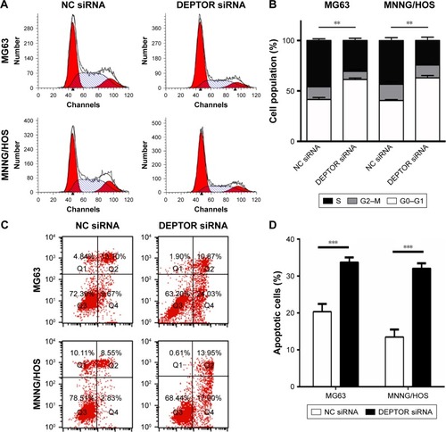 Figure 6 DEPTOR knockdown induced cell cycle arrest and apoptosis in osteosarcoma cells.