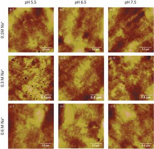 Figure 1. Typical AFM height images of myofibrillar proteins in different concentrations of NaCl at various pH values. a, b, c stand for myofibril proteins were treated by 0.1 M, 0.3 M, and 0.6 M NaCl, respectively, and 1 to 3 mean pH = 5.5, 6.5, 7.5