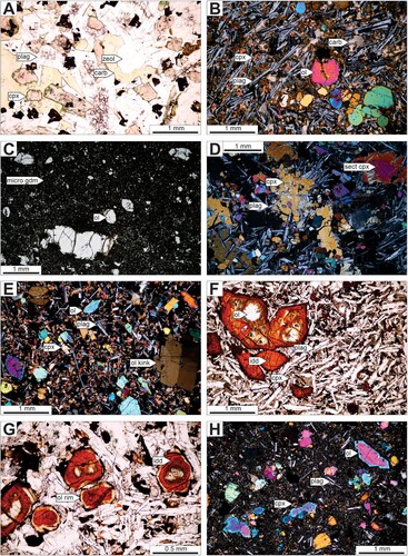 Figure 4. Range of lithologies in the Maniototo basaltic rocks. A, Haughton Hill basalt with coarse segregations containing late stage minerals and green clinopyroxene overgrowths. B, Kokonga lava with diktytaxitic texture and vesicles infilled by carbonate. C, Swinburn North olivine-phyric lava with microcrystalline groundmass. D, Swinburn South coarsely-crystalline basalt (dolerite) with ophitic intergrowth of clinopyroxene and plagioclase. E, Tuneheketake finely crystalline lava containing kink-banded olivine xenocrysts. F, Waipiata coarsely crystalline lava with iddingsitised olivine phenocrysts. G, olivine phenocrysts in coarsely crystalline lava with unaltered rims over iddingsitised mantles. H, Waipiata finely crystalline dyke with zoned olivine phenocrysts. Mineral abbreviations: carb = carbonate, cpx = clinopyroxene, idd = iddingsite, plag = plagioclase, ol = olivine, zeol = zeolites.