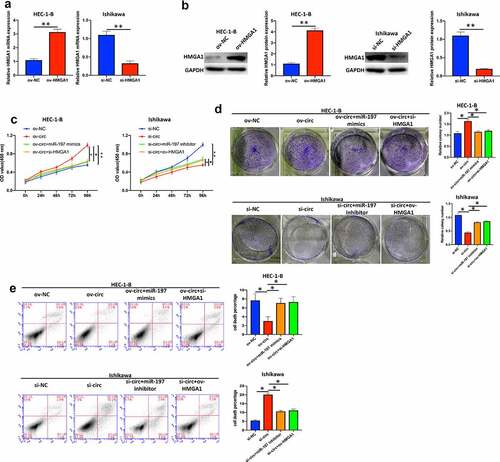 Figure 7. Hsa_circ_0039569 regulated cell proliferation in endometrial carcinoma via the miR-197/HMGA1 axis. (a and b) HMGA1 was knocked down by siRNA in HEC-1-B cells or overexpressed in Ishikawa cells. The level of HMGA1 was evaluated by qRT–PCR (a) and Western blot (b). (C to E) Hsa_circ_0039569 was overexpressed in HEC-1-B cells with miR-197 mimics or HMGA1 knockdown. Hsa_circ_0039569 was knocked down in Ishikawa cells overexpressing miR-197 inhibitor or HMGA1. (c) Cell viability was determined by CCK8. (d) A colony formation assay was performed to determine cell proliferation. (e) Cell apoptosis was evaluated by flow cytometry. * denoted P < 0.05, ** denoted P < 0.01.