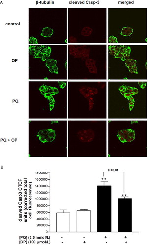 Figure 4 Cleaved caspase-3 immunofluorescence in HepG2 cells treated with OP (100 µmol/l), PQ (0.5 mmol/l) or both for 24 hours. (A) Confocal images and (B) analysis of corrected total cell fluorescence.