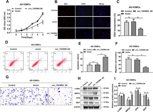 Figure 3 Overexpression of circ_TGFBR2 regulated the proliferation, migration, apoptosis and phenotype switch of AD-VSMCs cells. (A–C) The cell proliferation of AD-VSMCs cells was reduced after circ_TGFBR2 overexpression plasmids transfection determined by CCK-8 and EDU staining (n = 3). Scale bar = 20 µm. (D and E) The cells apoptosis was increased that overexpressed circ_TGFBR2 compared with the vector group via Flow cytometry (n = 3). (F and G) Transwell assay was applied to determine the migration ability of AD-VSMCs cells treated as indicated (n = 3). Scale bar = 20 µm (H and I) Phenotype switch-related proteins expression of AD-VSMCs cells was determined using Western Blot analysis (n = 3). *p < 0.05, **p < 0.01, ns = non-significant in Tukey’s post-hoc comparisons test (A, C, E, F and I).