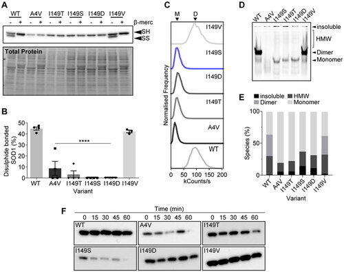 Figure 3. SOD1I149S destabilizes the intramolecular disulphide and decreases dimer formation. (A) Immunoblotting for disulphide bonded SOD1 was carried out by running non-reducing SDS-PAGE, where faster migrating bands (SS) are disulphide bonded SOD1 and slower migrating bands (SH) are disulphide reduced SOD1. (B) Quantification of the percentage of SOD1 that was disulphide bonded showing that SOD1I149S was completely reduced. (C) Brightness histograms from fluorescence correlation spectroscopy showing that the average brightness of SOD1WT and SOD1I149V were higher than other variants, indicating these two variants are oligomeric. (D) Clear Native-PAGE of transfected cell lysates showing GFP signal where several species are observable (HMW = high molecular weight). Only SOD1WT and SOD1I149V showed any dimer signal. (E) Quantification of the percentage of each species present from clear Native-PAGE in panel (D). (F) Limited proteolysis of SOD1 variants using proteinase-K showed that the variants were differentially susceptible to proteolysis over 1 h. Error bars represent SD of the mean from 3 separate experiments. Significance determined with One-way ANOVA using Tukey’s post-hoc test (p < 0.0001 = ****).