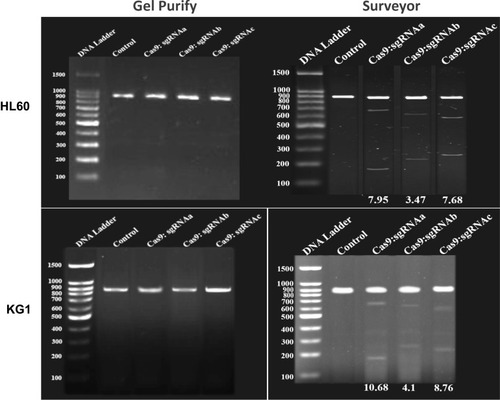 Figure 2 CRISPR/Cas9 -mediated cleavage at BIRC5 locus in AML cells. (Left) PCR detection and (Right) Surveyor assay of CRISPR/Cas9 activity in HL60 and KG1 cell lines. The numbers on the left represent the sizes of the DNA Ladder. The numbers at the bottom of the gel indicate mutation percentages measured by band intensities.