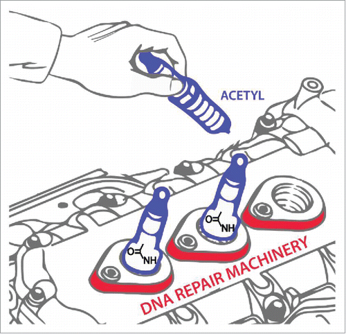 Figure 1. Fine-tuning DNA repair by acetylation. Just as an automobile tune-up may help the engine run more smoothly, post-translational modification of DNA repair machinery by acetylation may enhance its functionality, as demonstrated in the recent Cell Cycle paper by Piekna-Przybylska et al.Citation1 Artwork is courtesy of Tom Wynn, Visual Media, NIA-NIH.