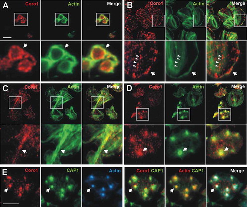 Figure 2. Subcellular localization of Coro1. Human platelets were fixed in suspension with paraformaldehyde and spun on poly-L-lysine coated coverslips (A) or were allowed to spread on 100 µg/ml fibrinogen (B, D) or collagen (C) coated coverslips and fixed with paraformaldehyde. For A, B, C and D cells were immunostained with an anti-Coro1 antibody followed by an Alexa568-coupled secondary antibody (red) and counterstained with FITC-phalloidin for filamentous actin (green). For E platelets were treated with 100 nM PGI2 at 37°C 5 min prior to fixation in order to increase the proportion of cells displaying actin nodules. Platelets were then immunostained with anti-Coro1 and anti-CAP1 antibodies followed by Alexa568 and Alexa488-coupled secondary antibodies, respectively (red and green), and counterstained with Alexa680-phalloidin for filamentous actin (blue). Actin color has been changed to red in the double staining panel with CAP1 for better visualization. Images were acquired with a fluorescence microscope equipped with a structured illumination attachment and deconvolved. Magnified regions are indicated with a square. Arrows point at regions of interest: cell cortex (A, B), actin filaments (C), actin nodules (D, E). Arrowheads in B point at Coro1 along stress fibers. Scale bars 5 µm. The scale bar on A applies to B, C, and D.