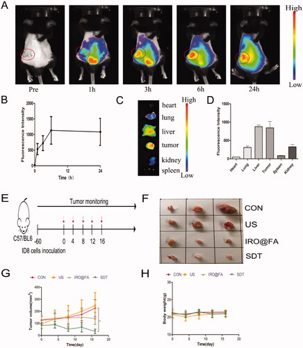 Figure 4. In vivo antitumor effects of IRO@FA NPs. (A) biodistribution of IRO@FA NPs in ID8 tumor-bearing C57/BL6 mice after i.v. injection at different time points (IR780, 1 μg/g); (B) quantification of fluorescence intensity of IR780 from the tumors; (C) distribution of IRO@FA NPs and (D) quantification of fluorescence intensity of IR780 in organs and tumors after injection 24 hours; (E) schematic of therapeutic protocol of mice; (F) photograph of tumors dissected from tumor-bearing mice after different treatments; (G) tumor volume curve and mice weight curve (H) change over time; *p < .05; **p < .01; ***p < .001.