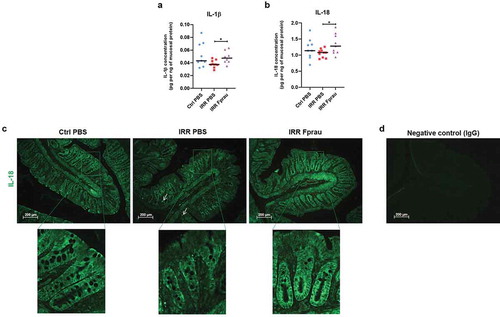 Figure 4. Effect of prophylactic F. prausnitzii treatment on IL-1β and IL-18 production by colonic mucosal cells 3 d after 29 Gy colorectal irradiation.