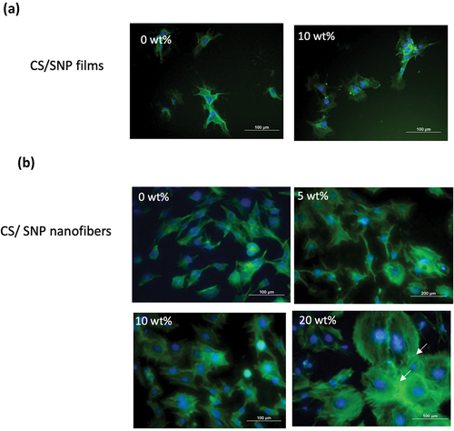 Figure 4. Cytoskeleton fluorescence images of osteoblasts cultured for 3 days on CS/SNP films and nanofibers with various SNP contents. F-actin and nucleus are labeled green and blue, respectively. All the CS nanofibers were photocrosslinked with 5% DMPA and with 10% TTEGDA under 120W irradiation. All given percentages are weight percentages with respect to total CS.