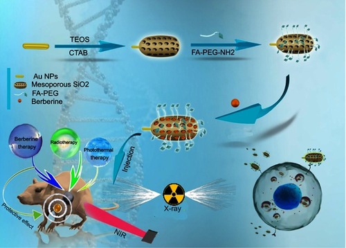 Scheme 1 Janus gold mesoporous silica nanocarriers loading Berberine for chemo/radio/photothermal therapy of liver cancer and radiation-induced injury inhibition.