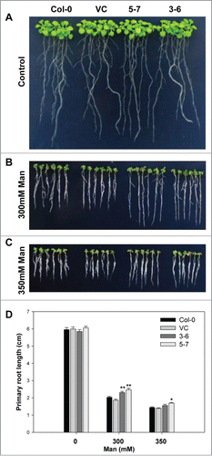 Figure 1. The constitutive expression of TaNF-YA10–1 in A. thaliana increased the tolerance of transgenic plants to osmotic stress. Comparison of root length between wild type (Col-0), the empty vector control (VC) and TaNF-YA10–1 overexpression lines (3–6 and 5–7) under normal conditions (A), 300 mM mannitol (B) and 350 mM mannitol (C). (D) Total root length of above seedlings. Man: mannitol. All data are given as mean ± SD from 3 independent experiments. The asterisks and double asterisks represent significant difference determined by the Student's t-test at P < 0.05 and P < 0.01 respectively.