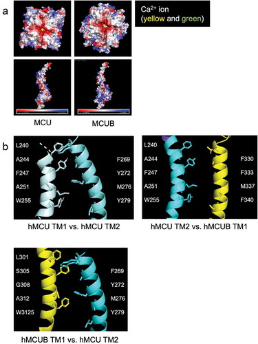 Figure 2. Mitochondrial calcium uniporter (mtCU) electrostatic interactions and transmembrane domains. (a) Electrostatic map of MCU and MCUB tetramers and monomers. (b) MCU and MCUB transmembrane domain interactions of MCU homo-oligomeric tetramer vs. hetero-oligomeric tetramer. Critical amino acid residues likely mediating hydrophobic interactions are highlighted.