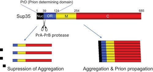 Figure 5. PrA-PrB-mediated cleavage of Sup35 suppresses aggregation as well as prion propagation of Sup35. The black, blue, yellow, and red columns indicate QN-rich nucleation domain (Nuc), oligopeptide repeats (OR) region, middle (M) domain, and C-terminal translation termination (C) domain, respectively.