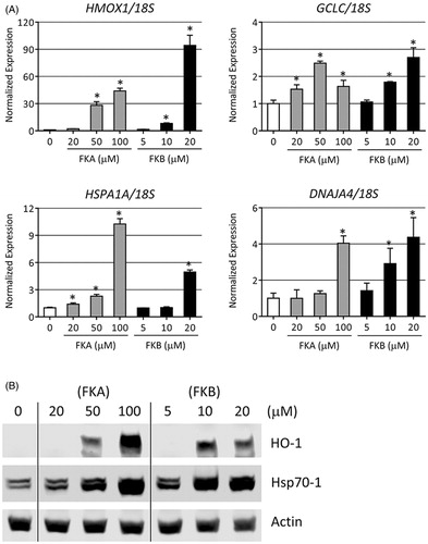 Figure 3. FKA and FKB increase the expression of antioxidant and heat shock genes. (A) HepG2 were treated with the indicated concentrations of FKA, FKB or vehicle control (0.1% DMSO, 0 μM) for 24 h and RNA was collected and analysed by real-time RT-PCR for the expression of HMOX1, GCLC, HSPA1A and DNAJA4. 18S rRNA was use as a loading control for the normalisation of data. Data are represented relative to gene expression in vehicle-treated cells. Error bars indicate standard deviations (n=4, *p<0.05). (B) Protein expression of HO-1 (HMOX1) and Hsp70-1 (HSPA1A) following FKA or FKB addition for 24 h at the indicated concentrations. Data representative of n=3.