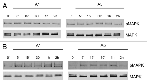 Figure 3. Time course of MAPK activation upon adiponectin exposure in MDA-MB-231 cells ectopically expressing membrane ERα. MDA-MB-231 (A) and MDA-MB-231 transfected with a plasmid codifying for membrane ERα (B) were serum-starved for 24 h followed by treatment with adiponectin 1 or 5 μg/ml for the indicated times. Western blots show the phosphorylation status of MAPK. Total MAPK is used as a loading control. One of 3 similar experiments is presented