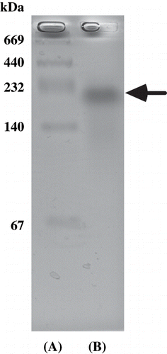 Figure 2 Nondenaturating polyacrylamide gel electrophoresis of the purified viscous protein from yam (D. opposita Thunb.) tuber mucilage tororo. (A) Molecular weight markers; (B) Purified viscous protein.