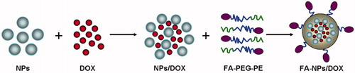 Figure 1. Preparation and modification of NPs/DOX complexes.