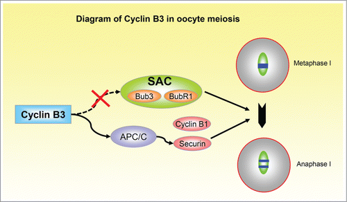 Figure 1. Diagram of the roles and its signaling pathway of Cyclin B3 in oocyte meiosis.