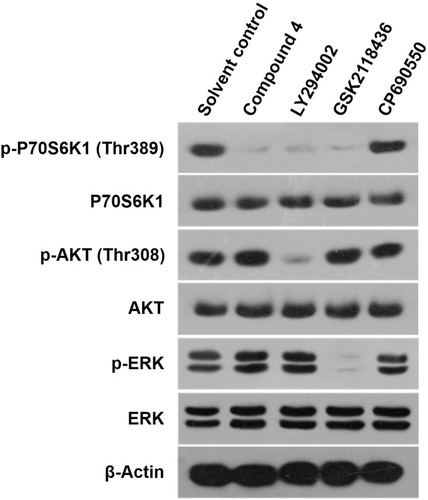 Figure 2 The specificity of 4 on activation of mTOR. MHCC97-H cells were treated by 4, LY294002, GSK2118436 and CP690550. Then, cells were harvested for Western blot and the expression level or the phosphorylation level of P70S6K1, AKT or ERK was examined by their antibodies. β-actin was chosen as the loading control.