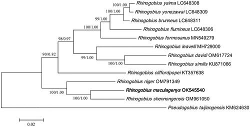 Figure 3. A Phylogenetic tree of thirteen species was constructed based on complete mitogenome using maximum-likelihood method and Bayesian inference. Pseudogobius taijiangensis was used as outgroups. Numbers near nodes indicate maximum-likelihood bootstrap percentages (BP) and Bayesian posterior probabilities (BPP), given as BP/BPP. The estimates of branch lengths from ML methods. The following sequences were used: Rhinogobius maculagenys OK545540, Rhinogobius yaima LC648308 (Maeda et al. Citation2021), Rhinogobius yonezawai LC648309 (Maeda et al. Citation2021), Rhinogobius brunneus LC648311 (Maeda et al. Citation2021), Rhinogobius flumineus LC648306 (Maeda et al. Citation2021), Rhinogobius formosanus MN549279, Rhinogobius davidi OM617724 (Song et al.Citation2023), Rhinogobius leavelli MH729000 (Zhang and Shen Citation2019), Rhinogobius cliffordpopei KT357638 (Wang et al. Citation2019), Rhinogobius niger OM791349, Rhinogobius shennongensis OM961050, Rhinogobius similis KU871066, Pseudogobius taijiangensis KM624630.