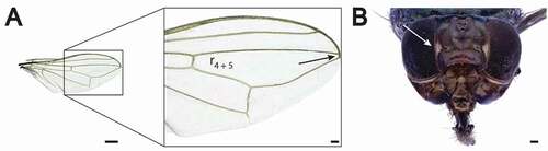 Figure 4. Physiphora alceae adult details. (a) Wing showing the r4 + 5 cell almost closed and (b) frontal view head. The white arrow indicates the typical narrow white microtrichose patches. Scale bar: (a) 500 μm, (b) 100 μm