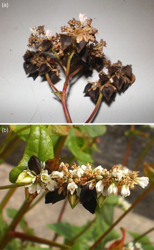 Figure 3. Inflorescence TINF (a) showing mature fruits and flowers (SD III). Inflorescence +INF (b) showing all stages of flowering and fruit ripening (SD V).