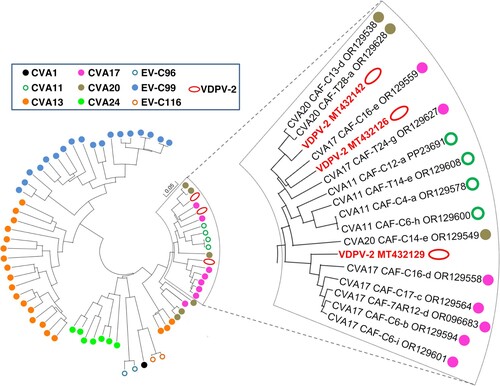 Figure 7. Phylogenetic relationships between CAR EV-Cs and some vaccine-derived poliovirus isolates, based on the 2A-cre genomic region. Specimens are colour-coded according to their respective virus type. The branch containing the vaccine-derived poliovirus isolates is magnified in the right panel.