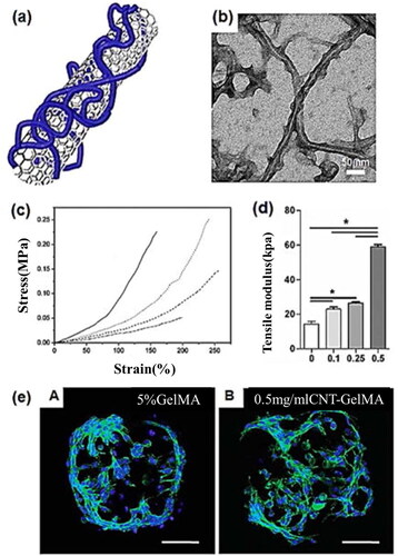 Figure 7. (A). SMH/GO hydrogels as an artificial bone substitute for bone regeneration in a rat calvarial defect model via regulating BMSCs migration and osteogenesis differentiation.Characterizations of SMH/GO hydrogels. (B) Preparation of SMH/GO hydrogels via UV light at 365 nm. (C) FTIR spectra of SMH/GO hydrogels. (D) Mechanical properties of SMH/GO hydrogels. (E) Degradation profiles of SMH/GO hydrogels in PBS (pH7.4, 37 oC). (F) Scanning electron micrographs of SMH (left), SMH/GO-1 (middle) and SMH/GO-2 (right). Scale Bars, 500μm (upper panel) and 10μm (lower panel). Red arrowheads indicate graphene oxide. Reprinted with permission from Qi et al. (2020) [Citation144].