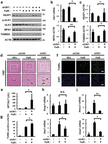Figure 12. ULK1 is required for hepatoprotection against lipotoxicity via activation of the SQSTM1-NFE2L2-KEAP1 pathway and mitophagy. B6 mice were maintained in a non-fasted state (NFa) or fasted overnight and then refed a high-carbohydrate, fat-free diet (Fa/R). (a) Immunoblot analysis of liver tissues with antibodies against KEAP1, p-ULK1, ULK1, MFN1, TOMM20 and ACTB (loading control). (b) qRT-PCR analysis of Ulk1 mRNA and densitometric analysis of MFN1 immunoblot were performed. (c) Densitometric analysis of KEAP1 and TOMM20 immunoblots were performed. (d) Liver sections of mice were stained using H&E. CV, central vein. Scale bar: 200 μm. (e) Serum alanine aminotransferase (ALT) levels were measured in mice. (f) Images from TUNEL analysis of liver sections from mice. Scale bar: 200 μm. (g) Quantitative analysis of TUNEL-positive cells. qRT-PCR analysis of Keap1, Nqo1, (h) Hmox1, and Gsta1 (i) mRNA. Data are means ± standard errors for eight or nine mice per group. *p < 0.05 and **p < 0.01. N.S, not significant. Data are presented relative to the corresponding values for non-fasted mice and are means ± standard errors for 8 or 9 mice per group.