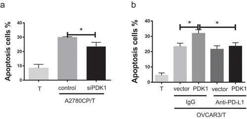 Figure 4. PDK1 expressed in ovarian cancer cells promotes CD8+ T cell apoptosis through PD-L1. (a) Apoptosis rates of CD8+ T cells co-cultured with A2780CP cells with PDK1 knockdown or control cells. (b) Apoptosis rates of CD8+ T cells co-cultured with OVCAR3 cells overexpressing PDK1 or control cells in the presence of anti-PD-L1 or control IgG. Representative data from three experiments are shown (*P < .05 **P < .01).
