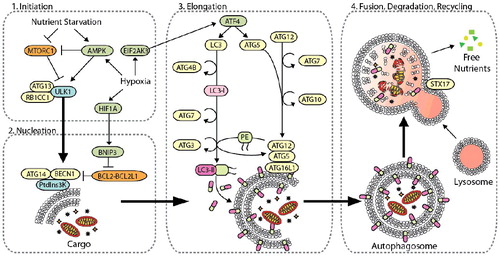 Figure 1. The core autophagy machinery. Autophagy-related genes regulate autophagy [Citation8,Citation10], which is divided into four distinct steps: (1) initiation of autophagy by cellular stress, (2) phagophore nucleation, (3) phagophore elongation and closure, and (4) autophagosome fusion with the lysosome for the degradation and recycling of intravesicular material. Initiation of autophagy is predominantly mediated by the ULK1 complex with multiple regulatory subunits including ATG13 and RB1CC1. This complex is negatively regulated by MTORC1 through hyper-phosphorylation of ULK1 in nutrient-rich environments, whereas AMPK binds and phosphorylates ULK1 to activate autophagy under oxygen- and nutrient-deprivation [Citation200,Citation201]. Hypoxia induces autophagy through upregulation of HIF1A, which activates autophagy through BNIP3, AMPK, and EIF2AK3 signaling. Upon activation, ULK induces phagophore nucleation by phosphorylating the BECN1 complex, which consists of BECN1, ATG14 and PtdIns3K. BECN1 acts as a nexus point between autophagy, hypoxia, endosomal, and cell death pathways [Citation202]. Several effector molecules, including BNIP3, BCL2, BCL2L1/BCL-XL, UVRAG, RUBCN, and SH3GLB1/BIF-1, modulate BECN1 to positively and negatively regulate PtdIns3K activity [Citation202,Citation203]. Activation of PtdIns3K generates phosphatidylinositol-3-phophate (PtdIns3P) on the phagophore, which subsequently recruits other autophagy-related proteins to begin the process of elongation. Phagophore elongation is carried out by 2 ubiquitin-like conjugation processes. The first involves the formation of the ATG12–ATG5-ATG16L1 complex, which is mediated by the E1-like enzyme ATG7 and the E2-like enzyme ATG10 [Citation204]. The second involves the cleavage of LC3 by the protease ATG4B to make LC3-I, which is conjugated to phosphatidylethanolamine (PE) on the growing phagophore membrane by ATG7, the E2-like enzyme ATG3, and the E3-like ATG12–ATG5-ATG16L1 complex, generating LC3-II (LC3–PE). After completion of the autophagosome, the SNARE protein STX17 facilities fusion of the autophagosome with the lysosome, generating a hybrid vesicle called an autolysosome. Hydrolytic enzymes degrade the inner autophagosome membrane and its cargo, and the degradation products are released from lysosomes and recycled into metabolic and biosynthetic pathways.