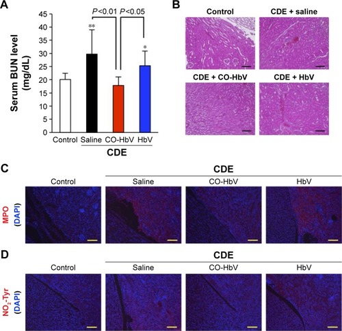 Figure 6 Evaluation of renal injury and immunological staining of kidney sections after the administration of saline, HbV, and CO-HbV to CDE diet-induced acute pancreatitis mice.Notes: (A) Serum BUN levels and (B) representative HE-stained kidney sections at 3 days after the start of the CDE diet. Each value represents the mean ± standard deviation (n=6). **P<0.01 versus control. *P<0.05 versus control. Immunostaining of (C) MPO (red) and (D) NO2-Tyr (red) in the kidney slices was performed at 3 days after the start of the CDE diet. DAPI (blue) was used to counterstain the nuclei. Scale bars represent 100 μm.Abbreviations: BUN, blood urea nitrogen; CDE, choline-deficient ethionine-supplemented; CO-HbV, carbon monoxide-bound hemoglobin vesicle; DAPI, 4′,6-diamidino-2-phenylindole; HE, hematoxylin and eosin; MPO, myeloperoxidase; NO2-Tyr, nitrotyrosine.