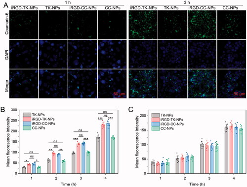 Figure 4. Cell uptake evaluation. (A) CLSM images of SGC 7901 cells after incubation with coumarin-6 loaded iRGD-TK-NPs, TK-NPs, iRGD-CC-NPs, and CC-NPs for 1 h and 3 h, respectively. FCM results of SGC 7901 (B) and NIH-3T3 (C) cells after treated with coumarin-6 loaded iRGD-TK-NPs, TK-NPs, iRGD-CC-NPs, and CC-NPs for 1, 2, 3, or 4 h, respectively (n= 6); *p< .05, **p< .01, ***p< .001, ns: no significance.